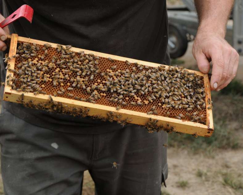 Les photos de Véro Le rucher d'olivier