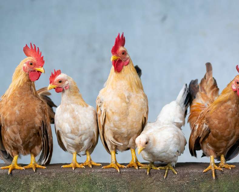 Image par Xuân Tuấn Anh Đặng de Pixabay Ferme Girard