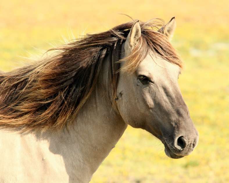 WimdeGraaf de pixabay Le haras du moulin