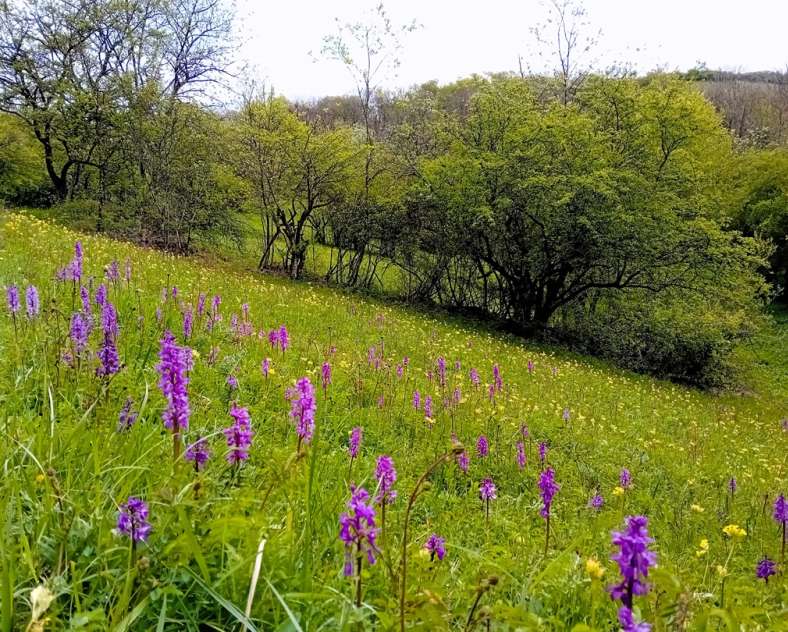 Maison de la Nature des 3 Frontières Visites guidées de la Réserve Naturelle Nationale de Montenach