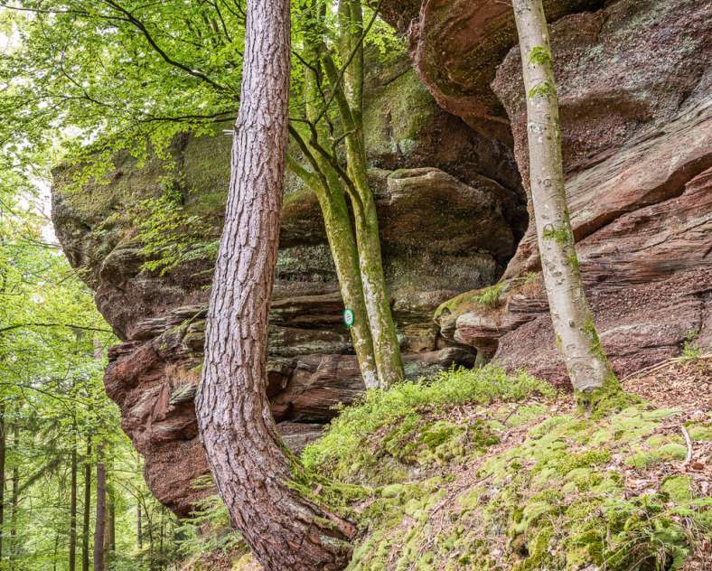 Patrice BUCHER Sentier des bornes