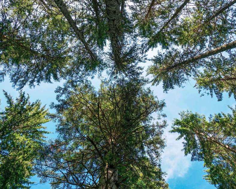 Libre de droits-Pixabay Belle Roche