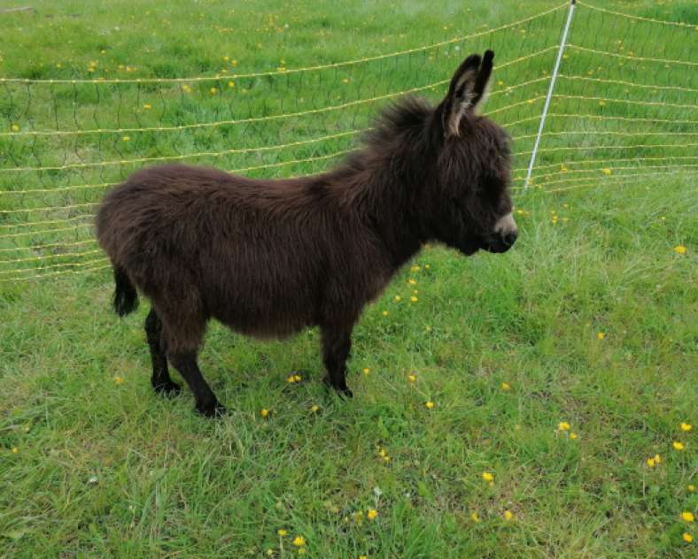 La contrée des minis Pädagogoscher Bauernhof La Contrée des Minis