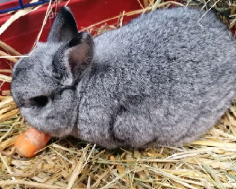 La contrée des minis Pädagogoscher Bauernhof La Contrée des Minis