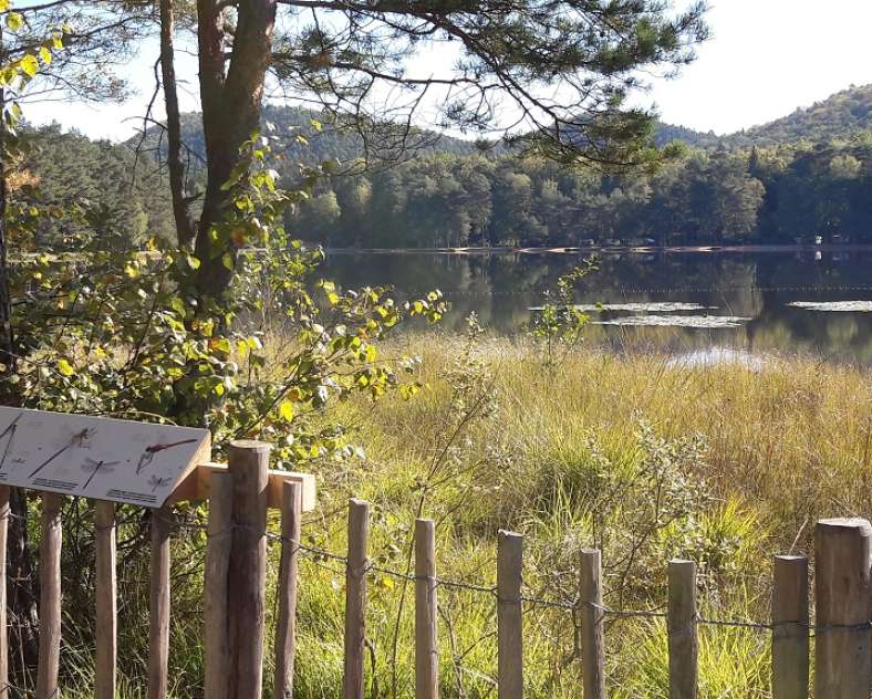 © Globetrekkeuse  Torfmoor des Étang de Hanau