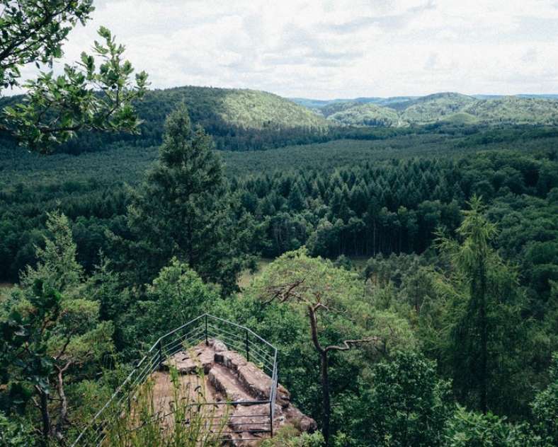 Little Gypsy Réserve naturelle des rochers et tourbières du pays de Bitche