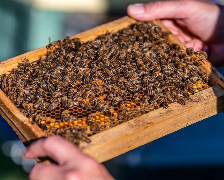 AMEM57 Familie Frumholtz Bienenzucht