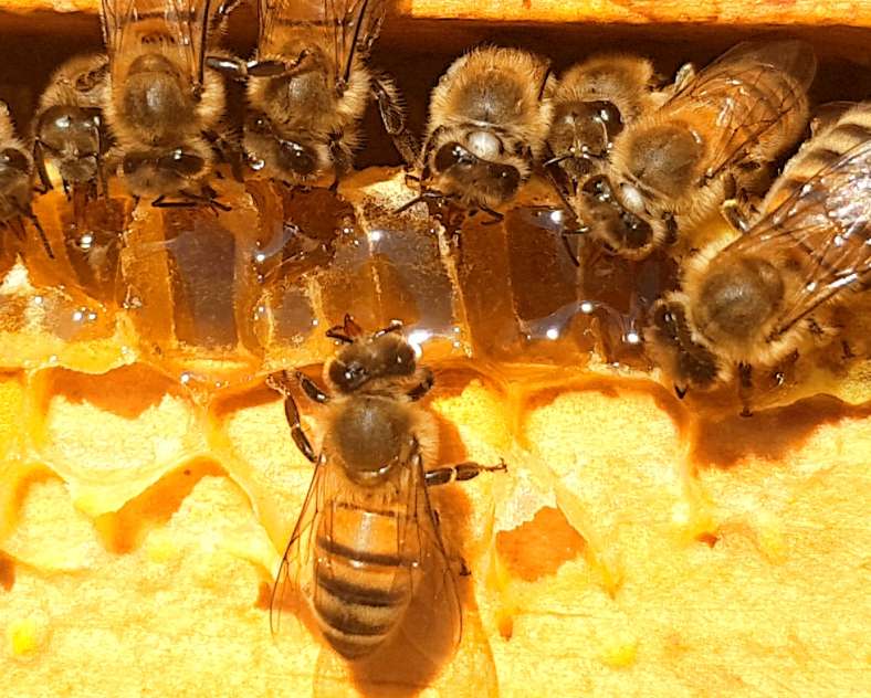 Wendy PFAUWADEL Les ruchers de Wendy