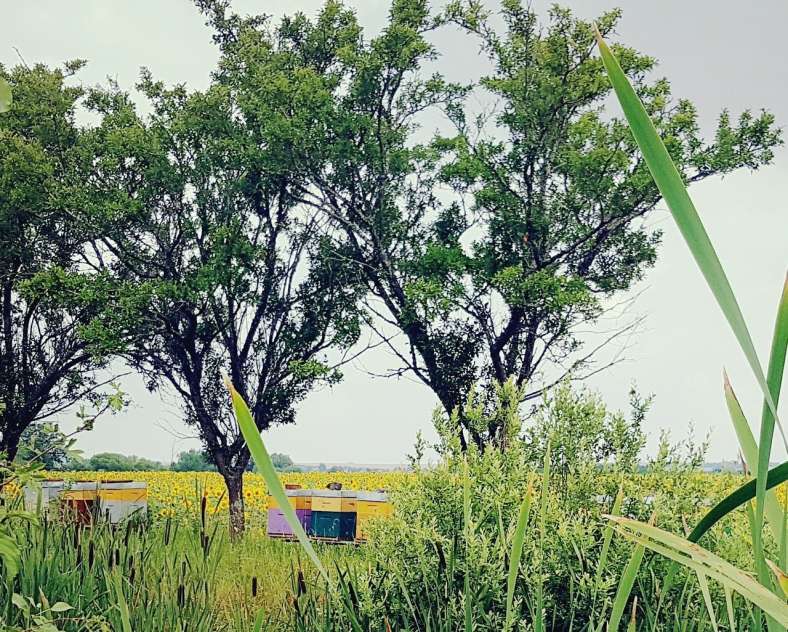 Wendy_PFAUWADEL Les ruchers de Wendy