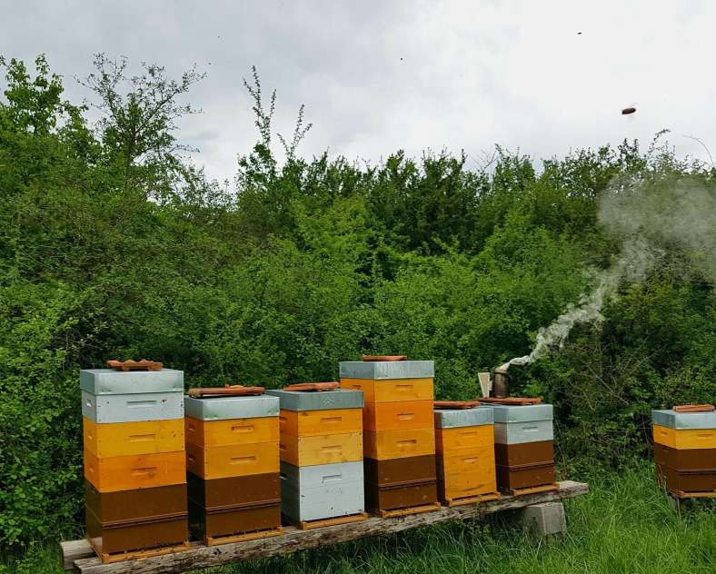 Wendy_PFAUWADEL Les ruchers de Wendy