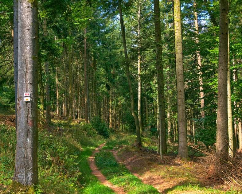 Emmanuel Stourm 2020
Licence Open Data Mountainbike Les Crêtes