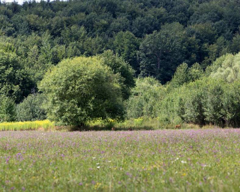 OT FORBACH  Rosselle-Rundweg