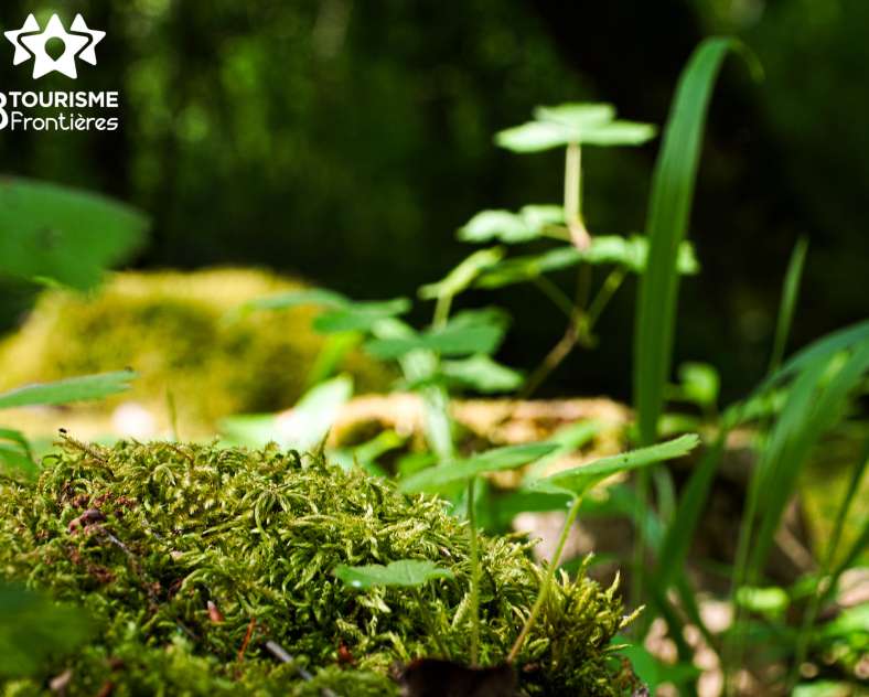 Trois Frontières Tourisme Hammelsberg-Rundfahrt