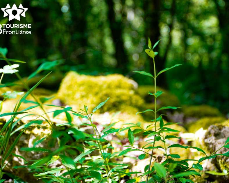 Trois Frontières Tourisme Hammelsberg-Rundfahrt