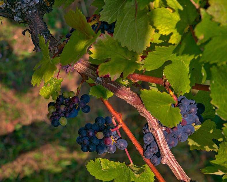 Emmanuel Stourm 2020
Licence Open Data Stromberg-Rundfahrt