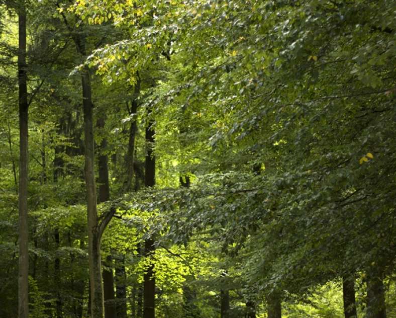 Moselle Tourisme Rundgang durch die große Weide