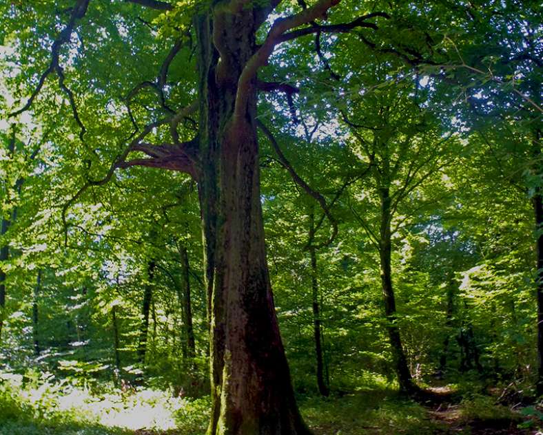Communauté de Communes du Pays Haut Val d'Alzette  Katzenberg-Rundweg