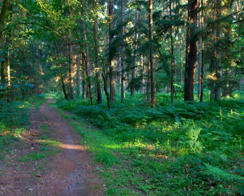 Emmanuel Stourm 2020
Licence Open Data  Der Wald von La Houve