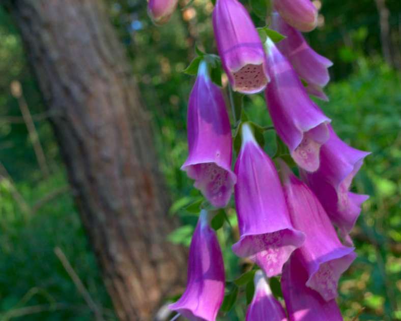 Emmanuel Stourm 2020
Licence Open Data Der Weg des Bergmanns