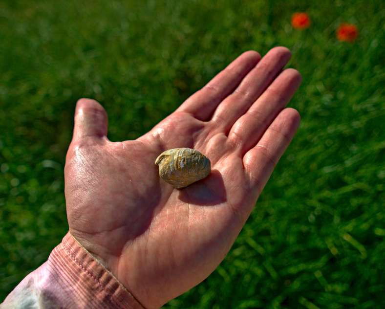 Emmanuel Stourm 2021 Das Gryphäenplateau