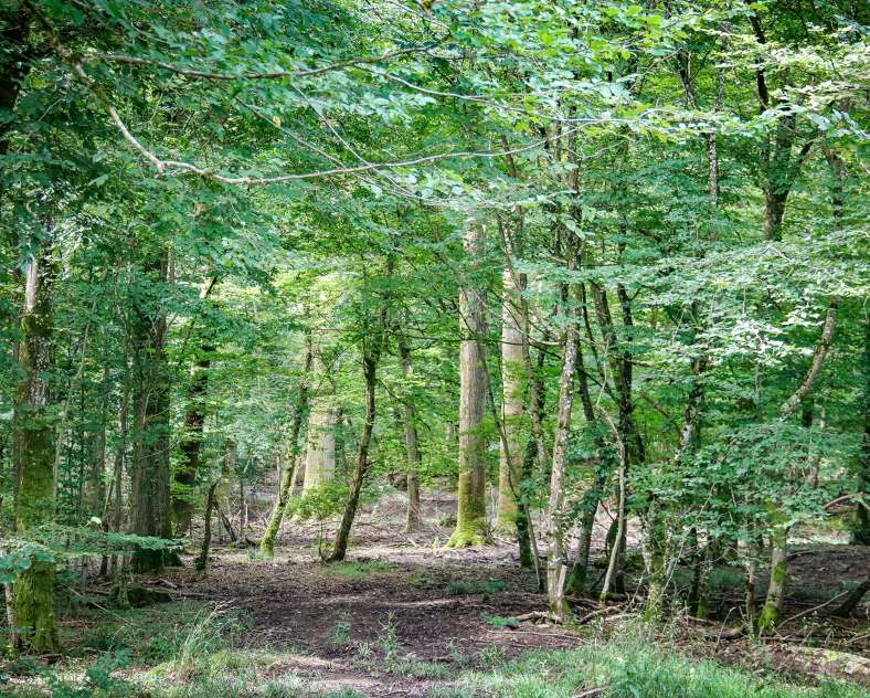 CTurpin - Sarreguemines Tourisme  Der gekrönte Löwe