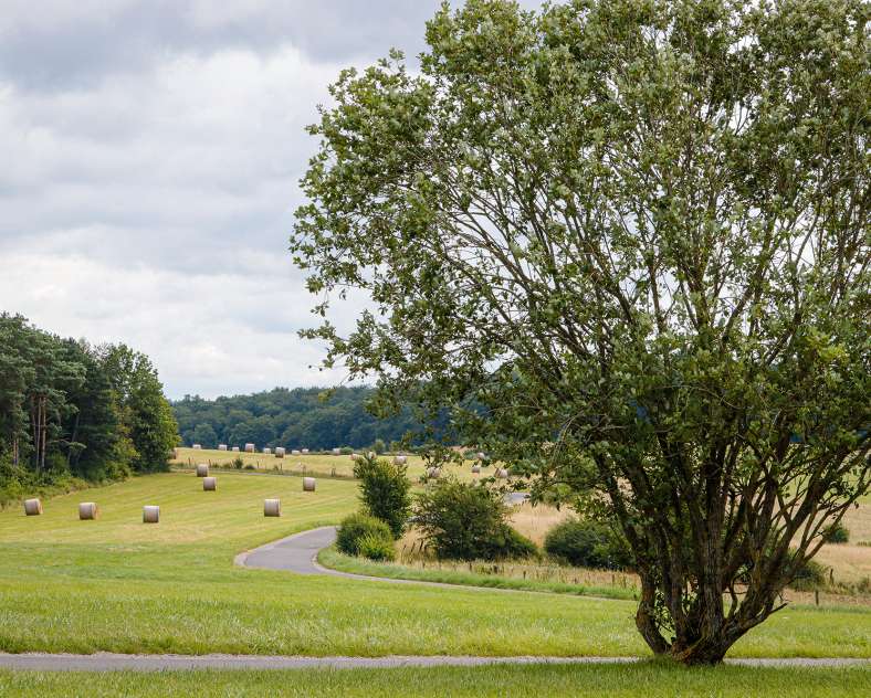 CTurpin - Sarreguemines Tourisme  Der gekrönte Löwe