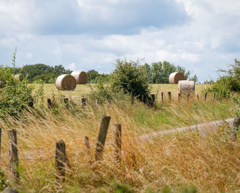 CTurpin - Sarreguemines Tourisme  Der gekrönte Löwe