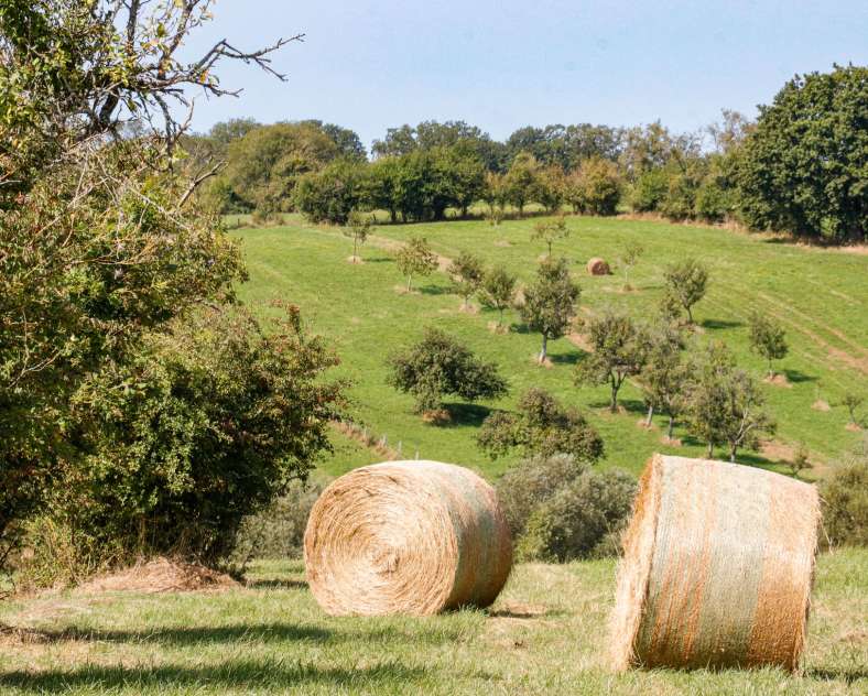 CTurpin - Sarreguemines Tourisme Der Weg der Obstbäume