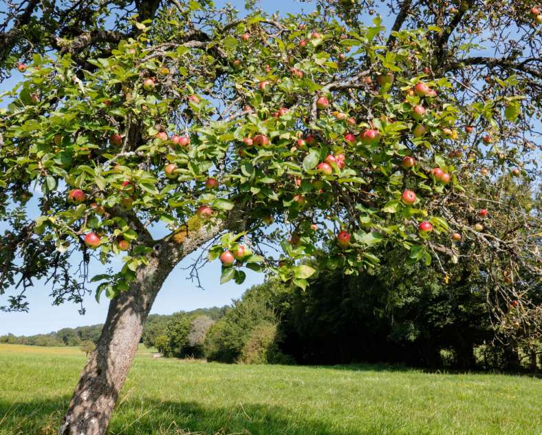 CTurpin - Sarreguemines Tourisme Der Weg der Obstbäume