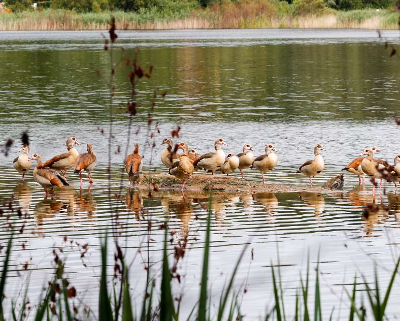 Sarreguemines Tourisme Die Eiche und das Schilfrohr
