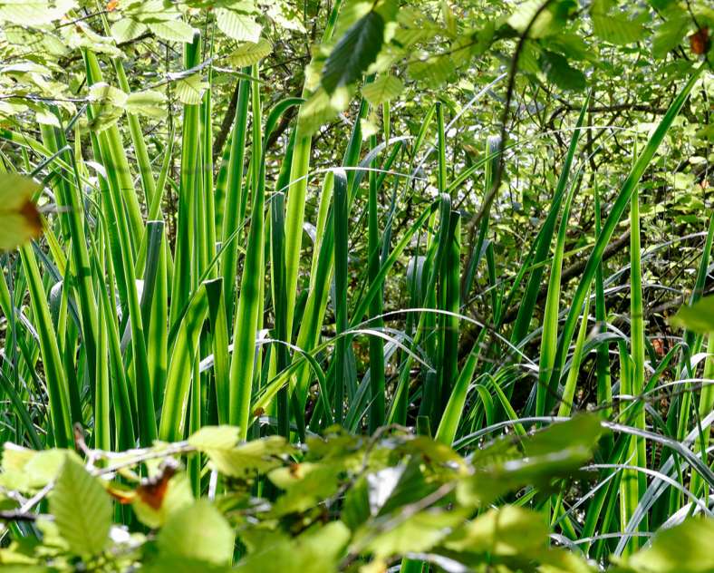 Sarreguemines Tourisme Die Eiche und das Schilfrohr