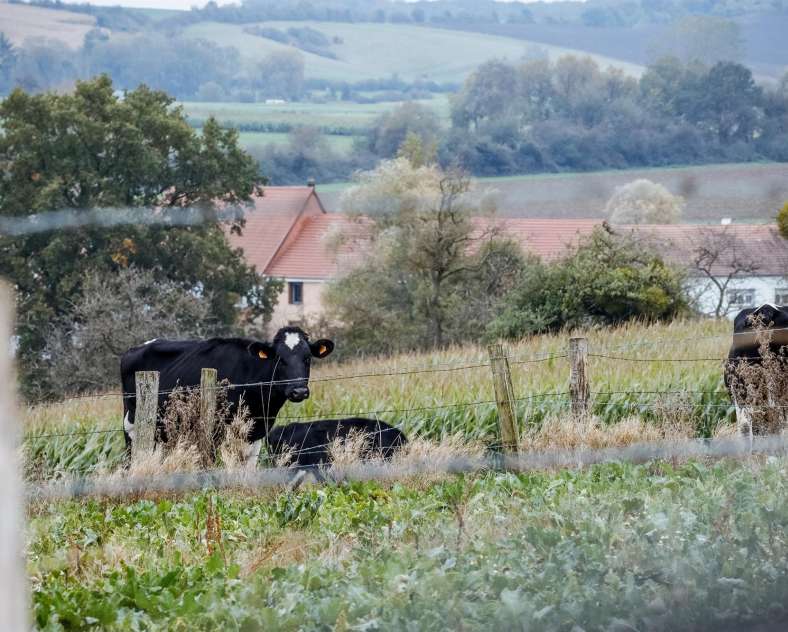 CTurpin_SarregueminesTourisme Von der Farm zu den Weiden