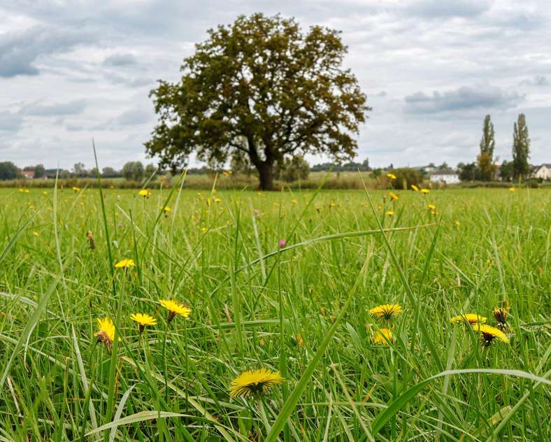 CTurpin_SarregueminesTourisme  Kolchis und Sumpf
