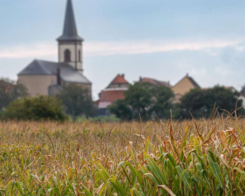 CTurpin_SarregueminesTourisme Die Hamann Eiche
