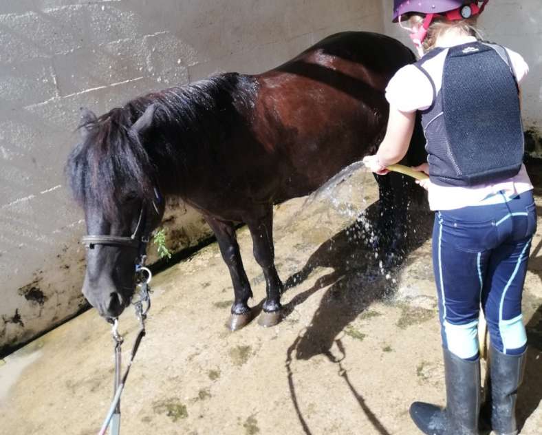 Ecole équitation Saint-Avold École d'équitation de Saint-Avold