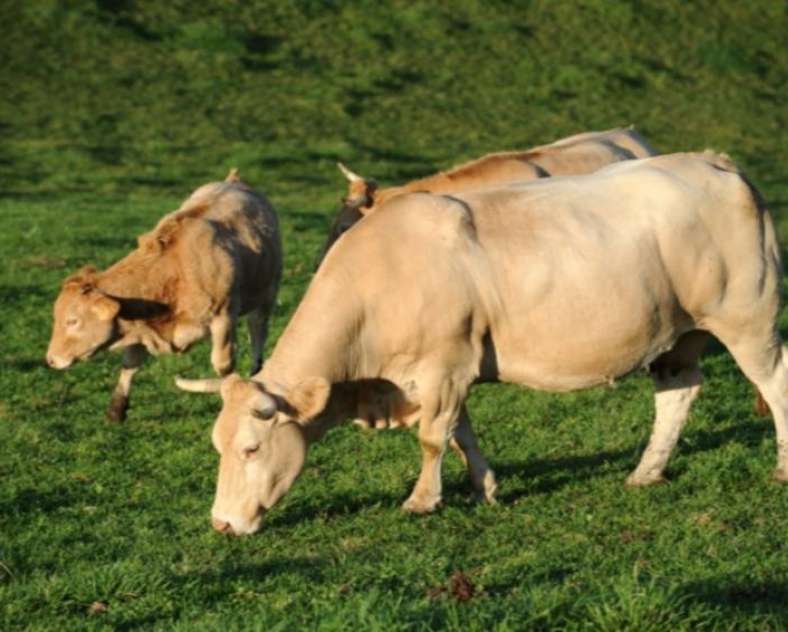 Maison Vagner  Maison Vagner