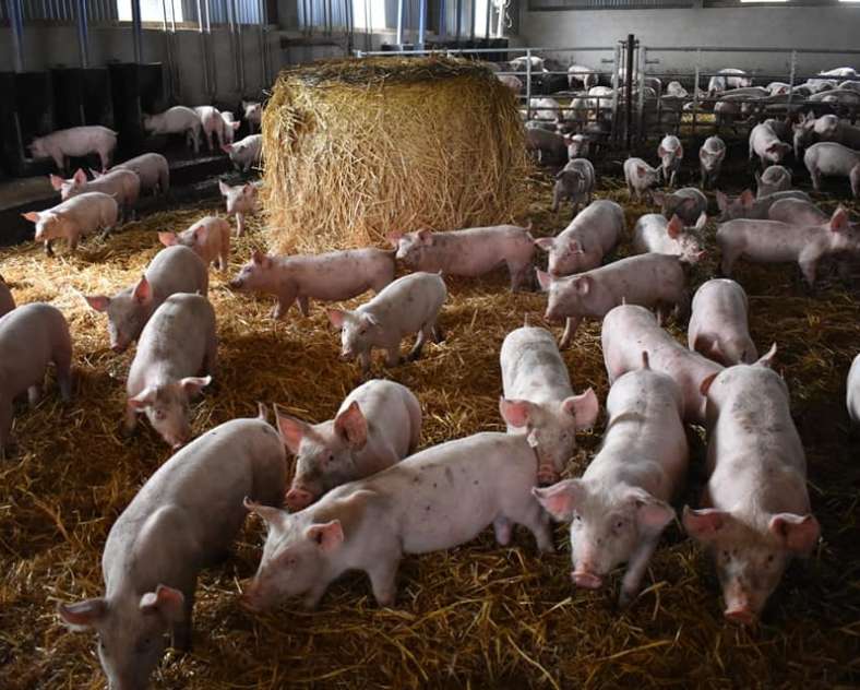 Nouvelle Prairie La nouvelle prairie