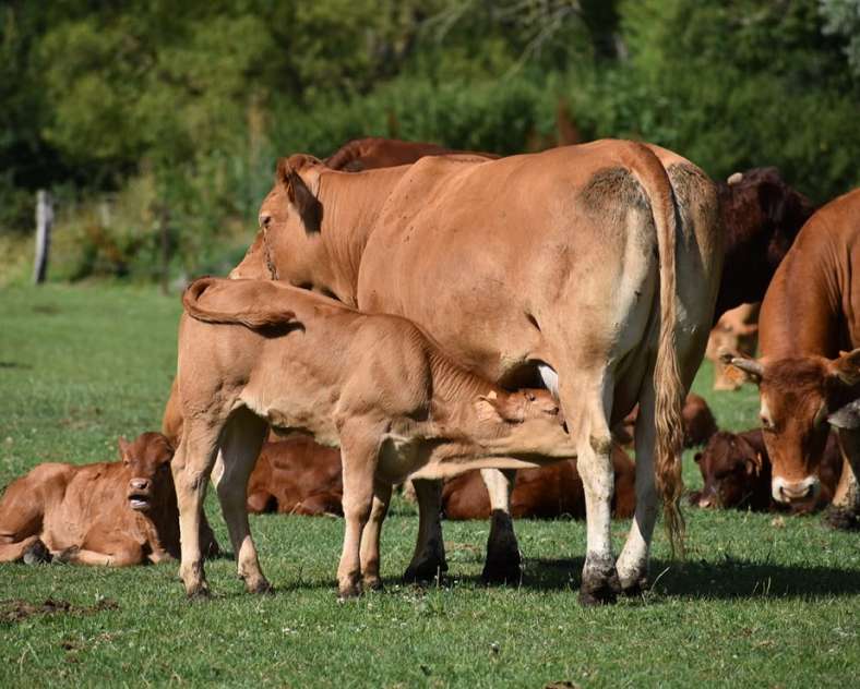 Nouvelle Prairie La nouvelle prairie