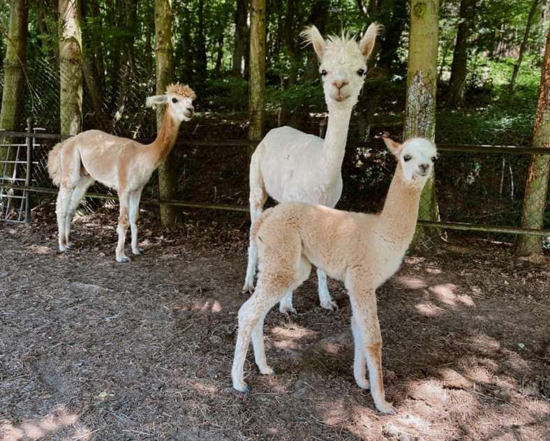 Facebook Ferme de la petite vallée Ferme de la petite vallée