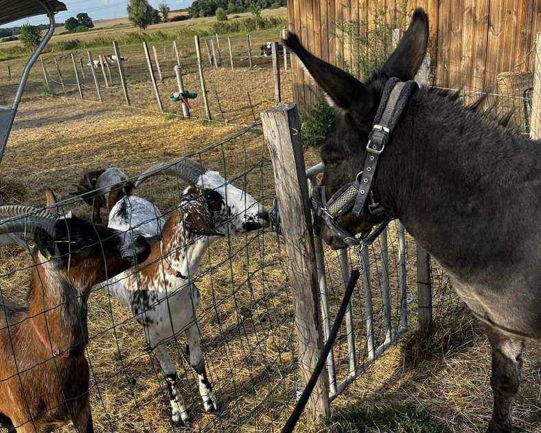 Facebook ferme de Zellen Ferme pédagogique de Zellen