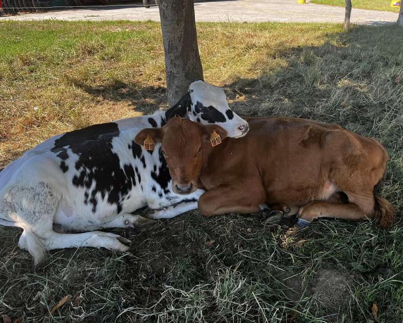 Facebook ferme de Zellen Ferme pédagogique de Zellen