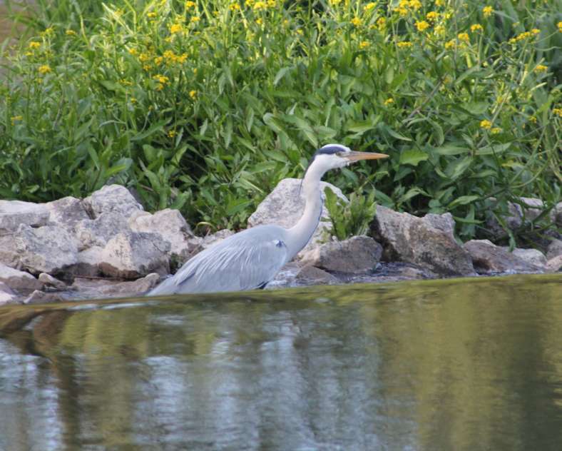 Sarreguemines Tourisme REIHERPFAD