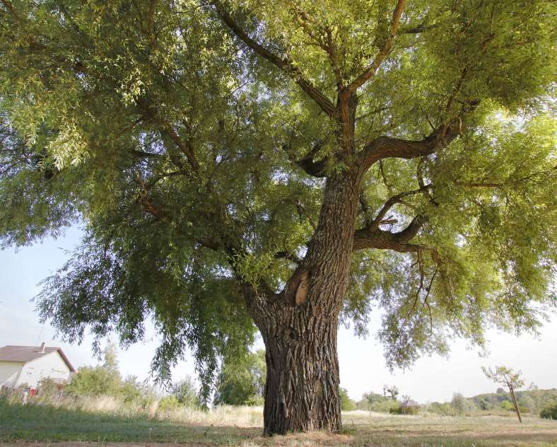 CTurpin - Sarreguemines Tourisme ARBORETUM IN ROUHLING