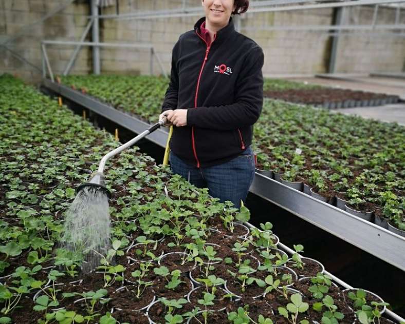 Horticulture Litzenburger  Horticulture litzenburger