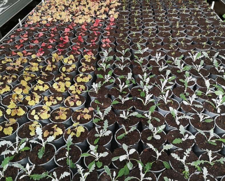 Horticulture Litzenburger  Horticulture litzenburger