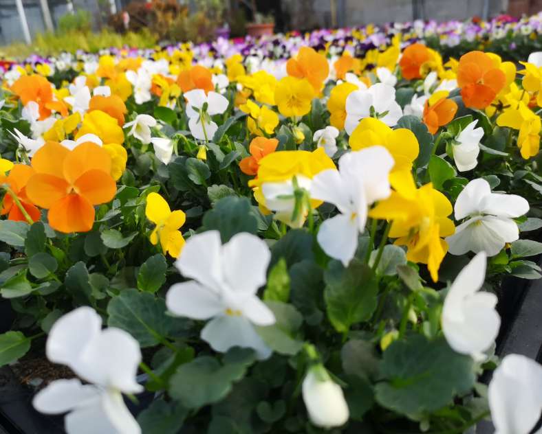 Horticulture Litzenburger  Horticulture litzenburger