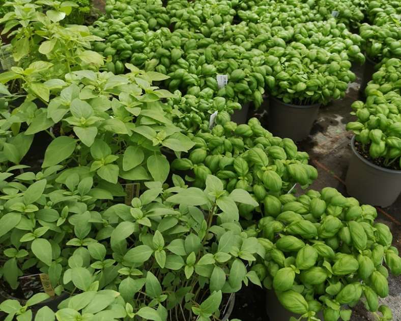 Horticulture Litzenburger  Horticulture litzenburger