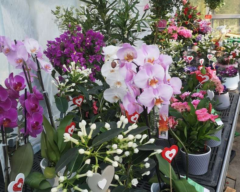 Horticulture Litzenburger  Horticulture litzenburger