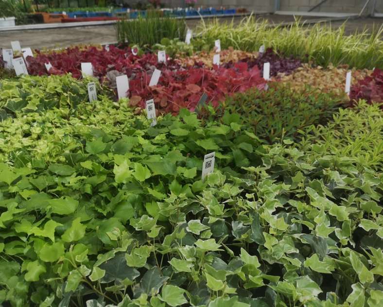 Horticulture Litzenburger  Horticulture litzenburger