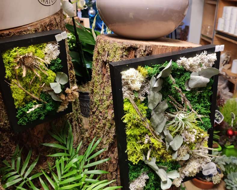 Laurène Rang La petite fougère